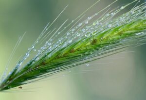lice-treatment-640x480-12687700.jpeg