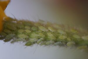 lice-treatment-640x480-29030406.jpeg