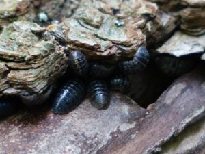 lice-treatment-640x480-4459724.jpeg
