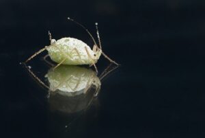lice-treatment-640x480-4627043.jpeg