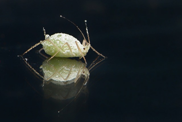 lice-treatment-640x480-4627043.jpeg