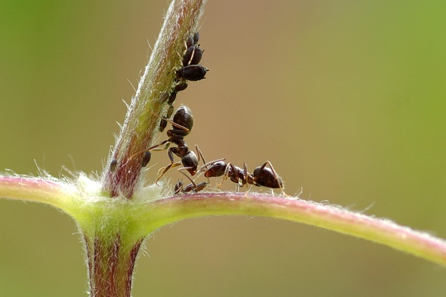 lice treatment