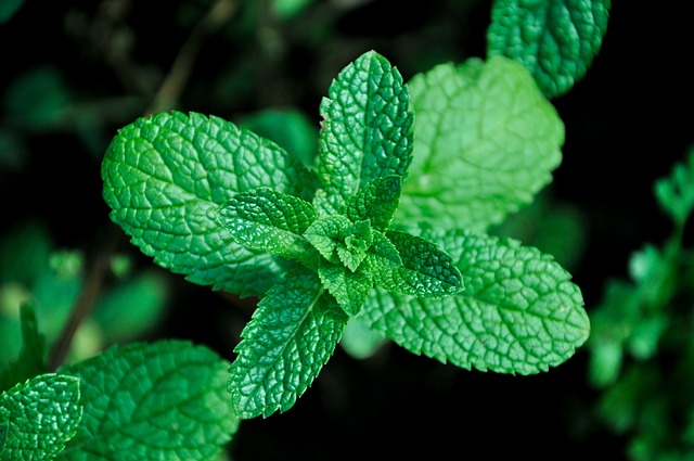 mint julep cups