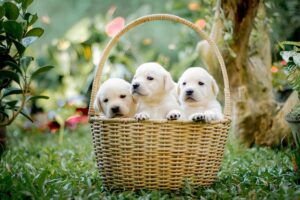 pegboard-baskets-640x480-51938566.jpeg