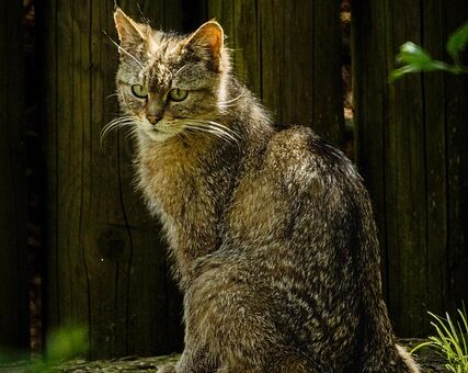 sonic-cat-repellents-640x480-26950113.jpeg