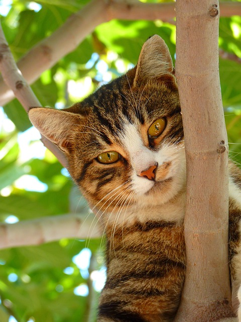 sonic cat repellents