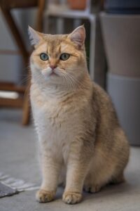 sonic-cat-repellents-640x480-60884099.jpeg