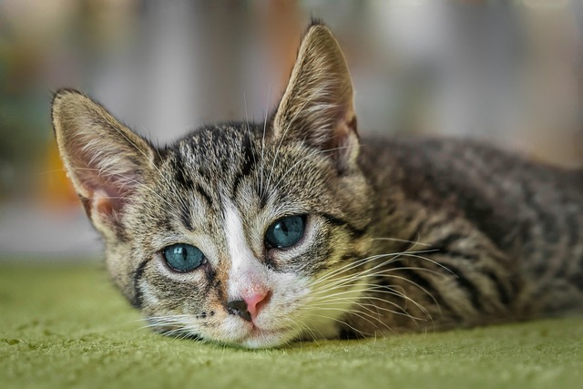 sonic-cat-repellents-640x480-6165119.jpeg