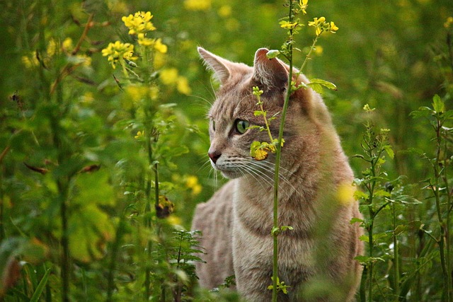 sonic cat repellents