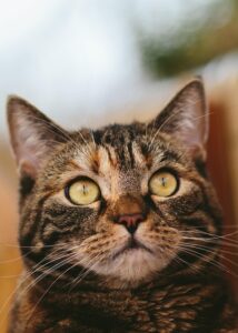sonic-cat-repellents-640x480-73131254.jpeg
