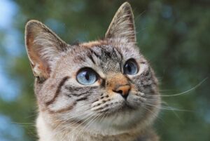 sonic-cat-repellents-640x480-78975796.jpeg