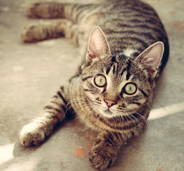 sonic cat repellents