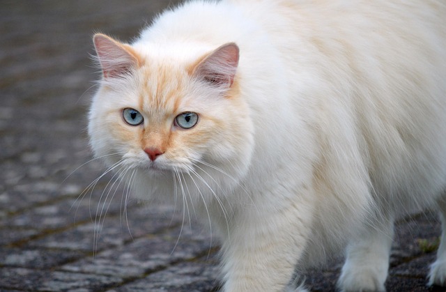 sonic cat repellents