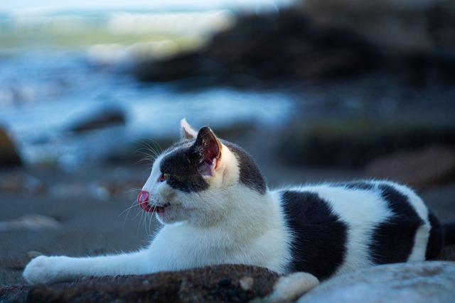 sonic cat repellents