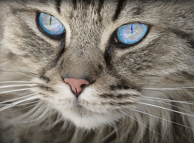sonic-cat-repellents-640x480-96777396.jpeg