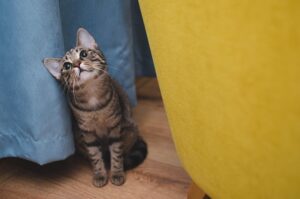 sonic-cat-repellents-640x480-98929407.jpeg