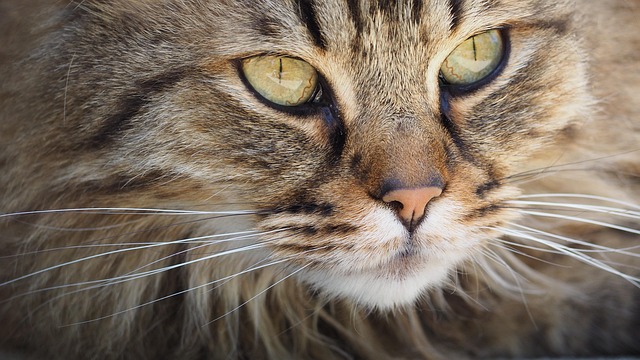 sonic cat repellents