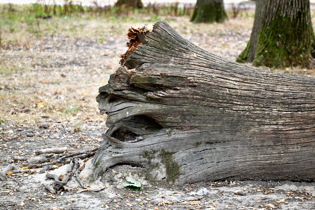 stump grinding