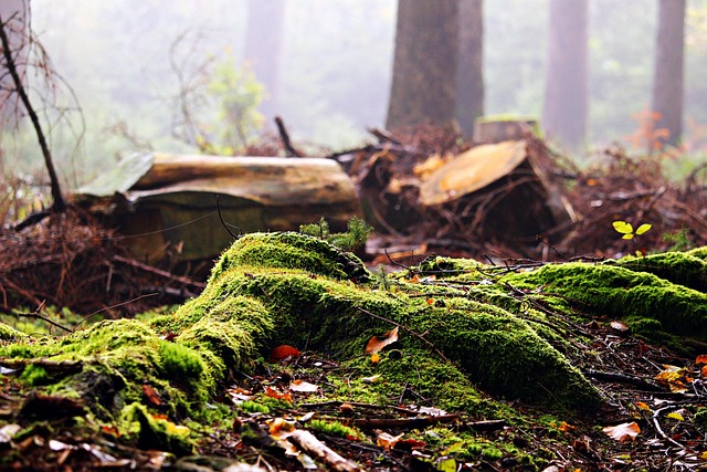 stump grinding