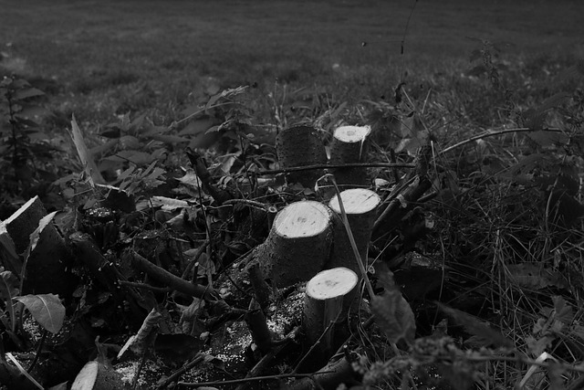 stump grinding