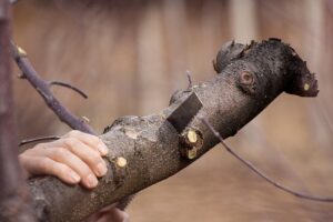 tree-removal-640x480-92914825.jpeg