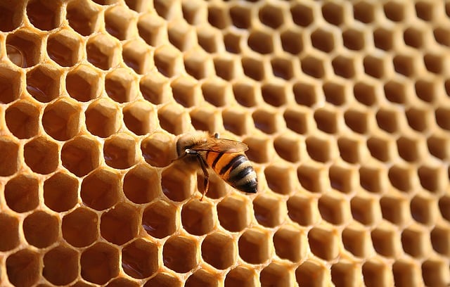 beekeeping supplies
