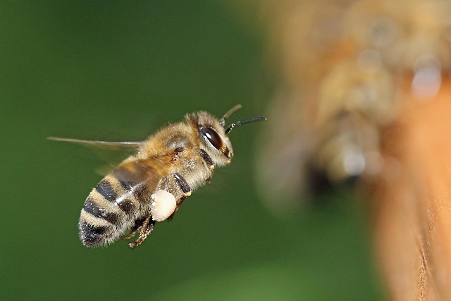 beekeeping supplies