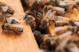 beekeeping-supplies-640x480-40715611.jpeg