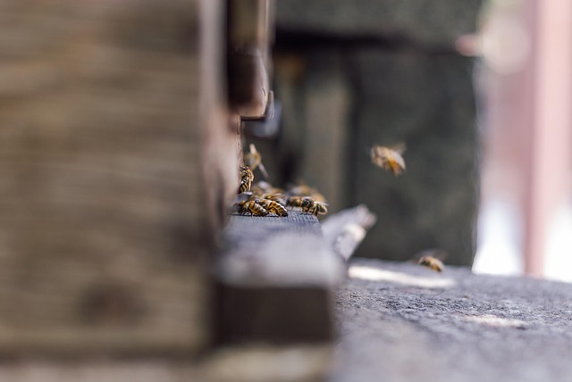 beekeeping supplies