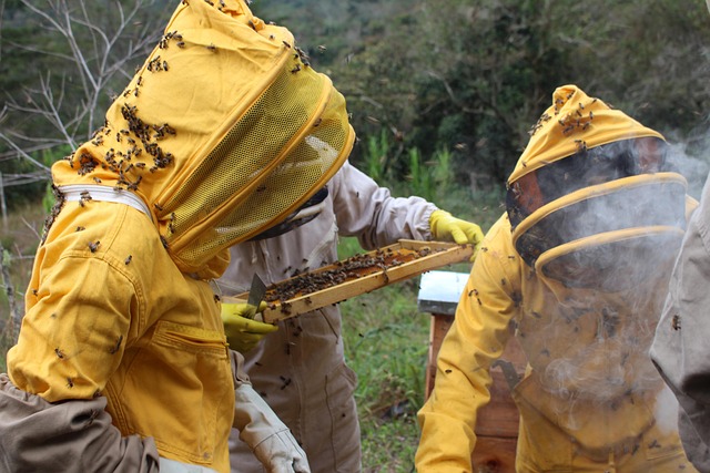 beekeeping supplies