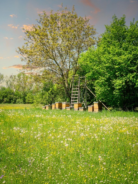 beekeeping supplies