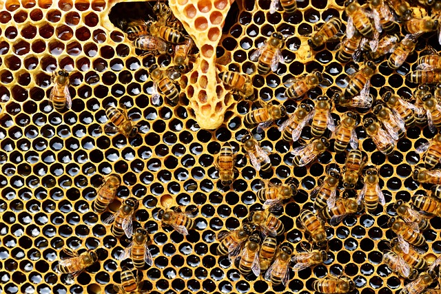 beekeeping supplies
