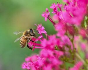 beekeeping-supplies-640x480-66926334.jpeg