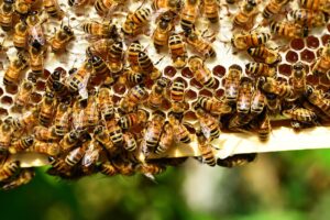 beekeeping-supplies-640x480-6799823.jpeg