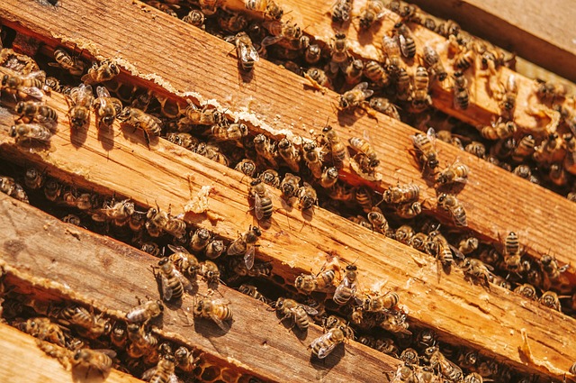 beekeeping supplies