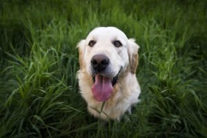 dog-thermometers-640x480-33300412.jpeg