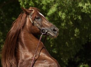 equestrian-equipment-640x480-42708015.jpeg