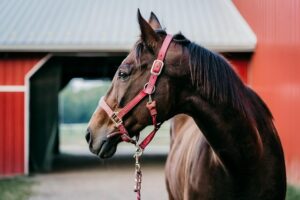 equestrian-equipment-640x480-47528909.jpeg