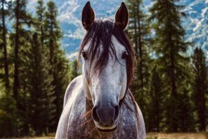 equestrian-equipment-640x480-76009083.jpeg