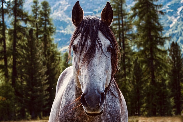 equestrian-equipment-640x480-76009083.jpeg