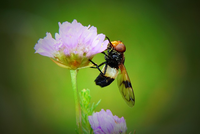 fly fishing flies