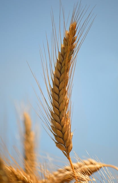 high fiber cereals