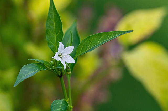jalapenos peppers