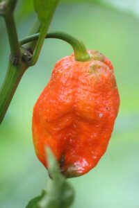 jalapenos-peppers-640x480-34666862.jpeg