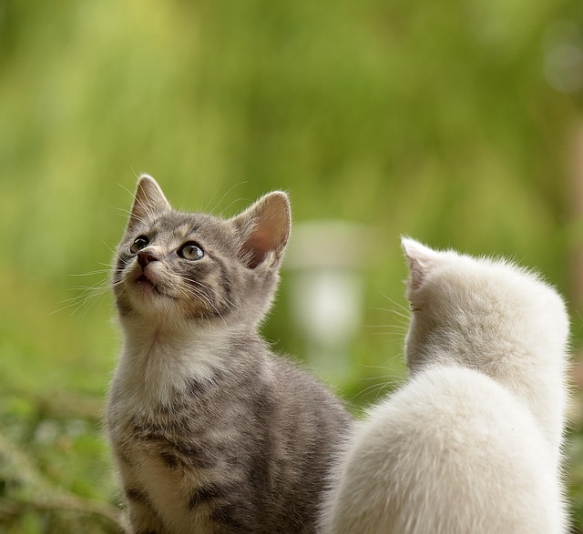 sonic cat repellents